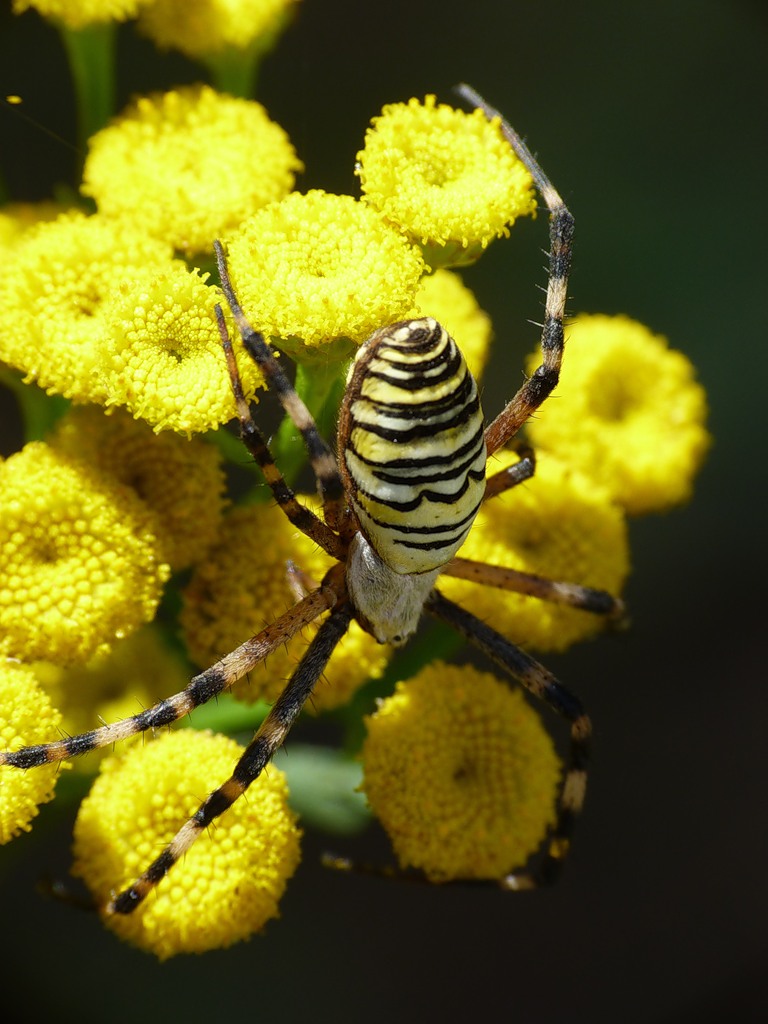 0_6545e_7e400f61_XXL