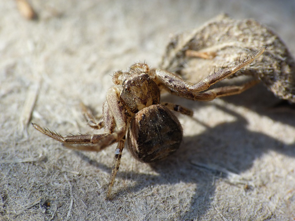 0_65d87_cc43c693_XXL