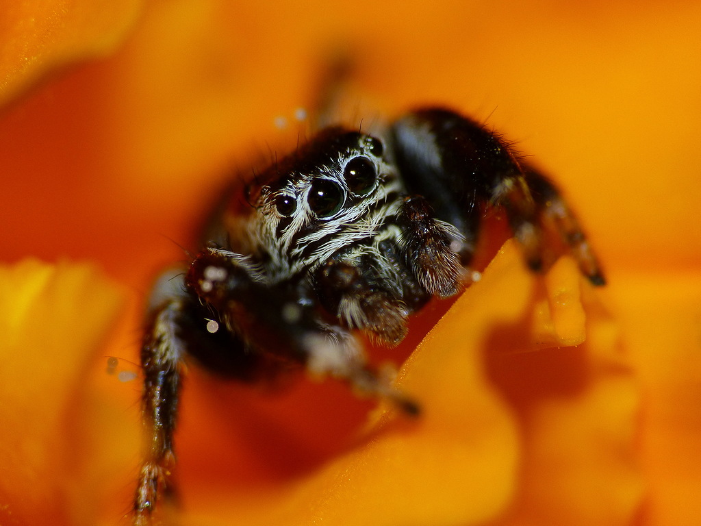 0_99309_f2300505_XXL