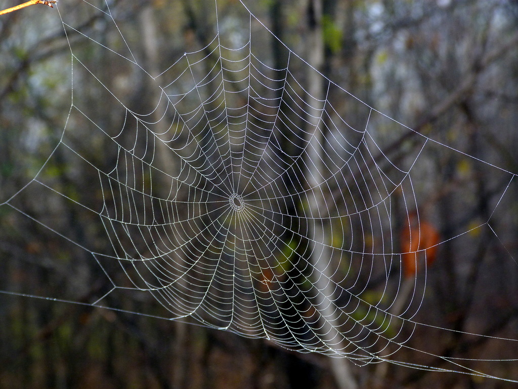 0_9eafa_d6f98f59_XXL