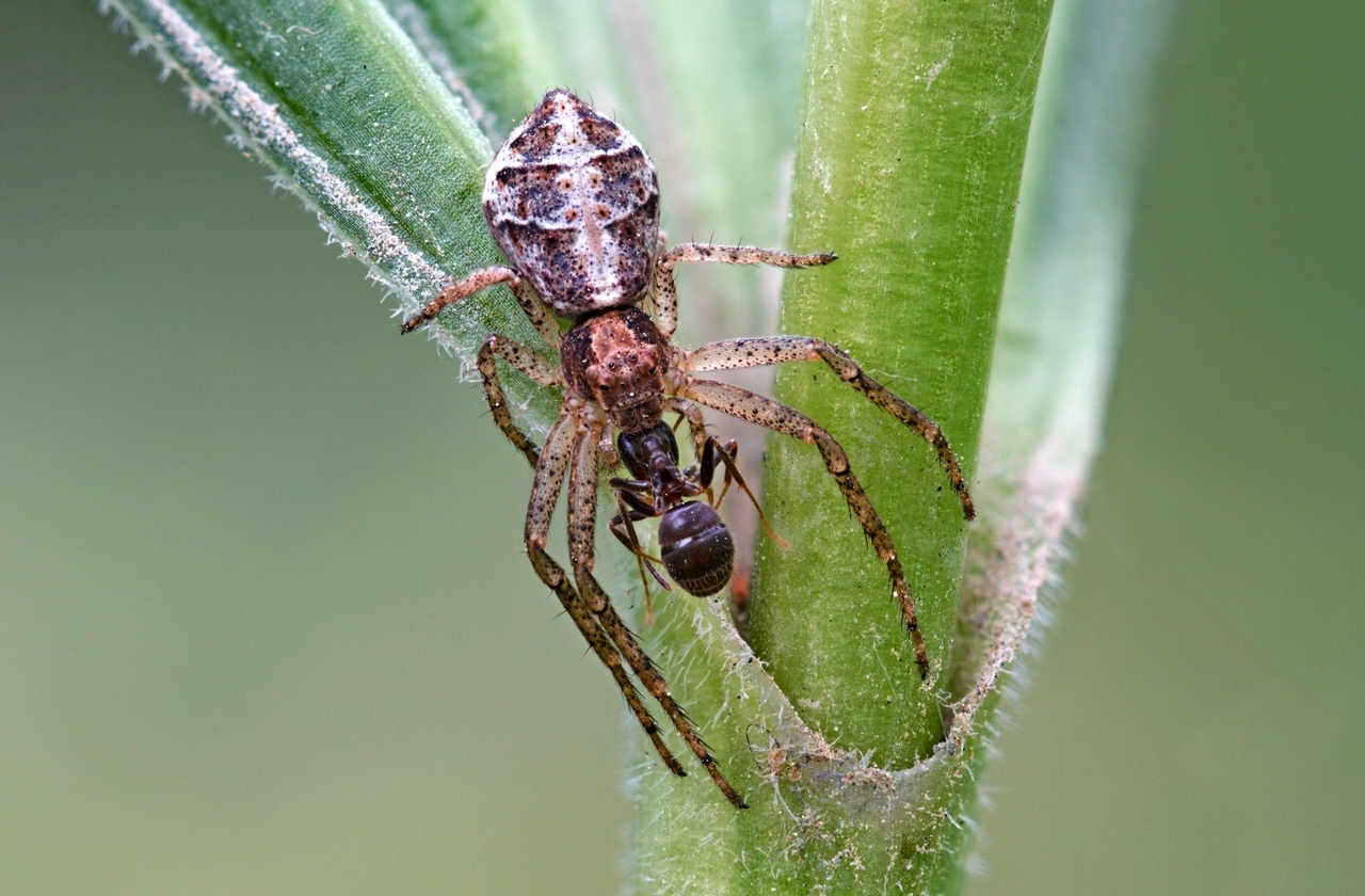 15-06-01_081224_M_B_R_8_S_4