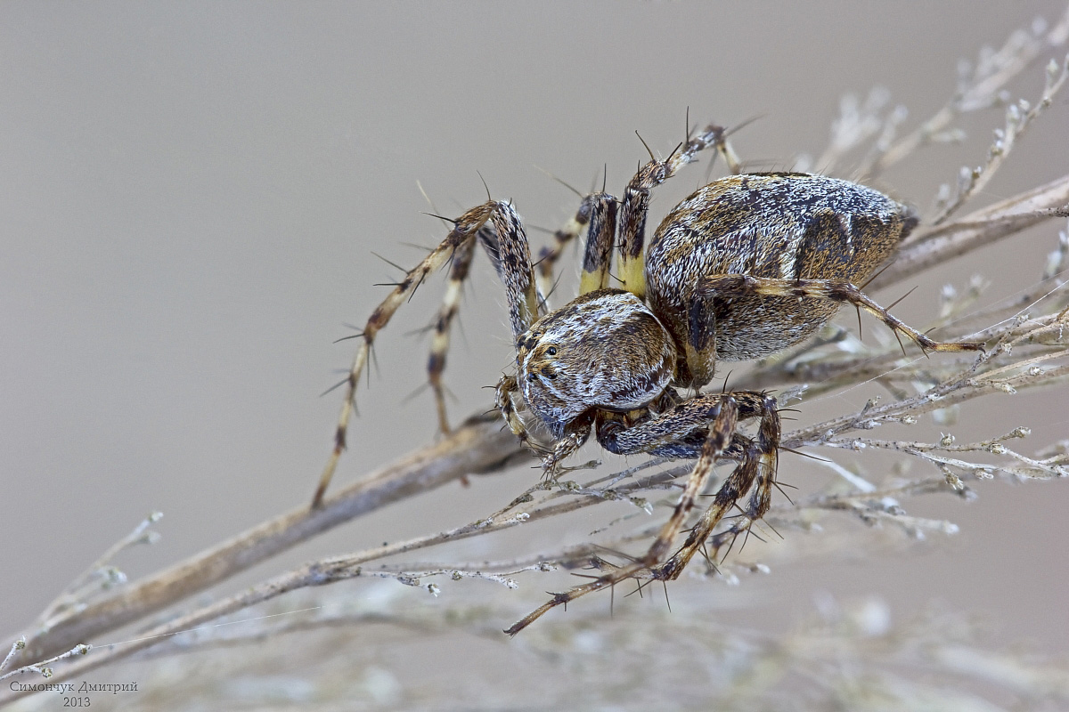 2013-07-28-19_25_40_ZS_PMax