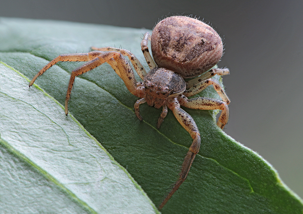 2017-07-08_18-07-22_B_Radius7_Smoothing10_