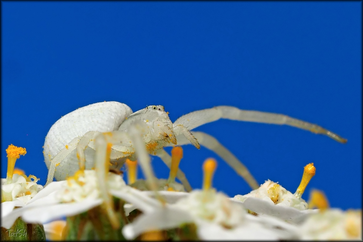 2017-08-03_11-45-54_7