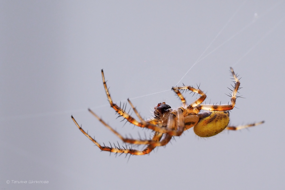 2017-08-14_12-22-56_33