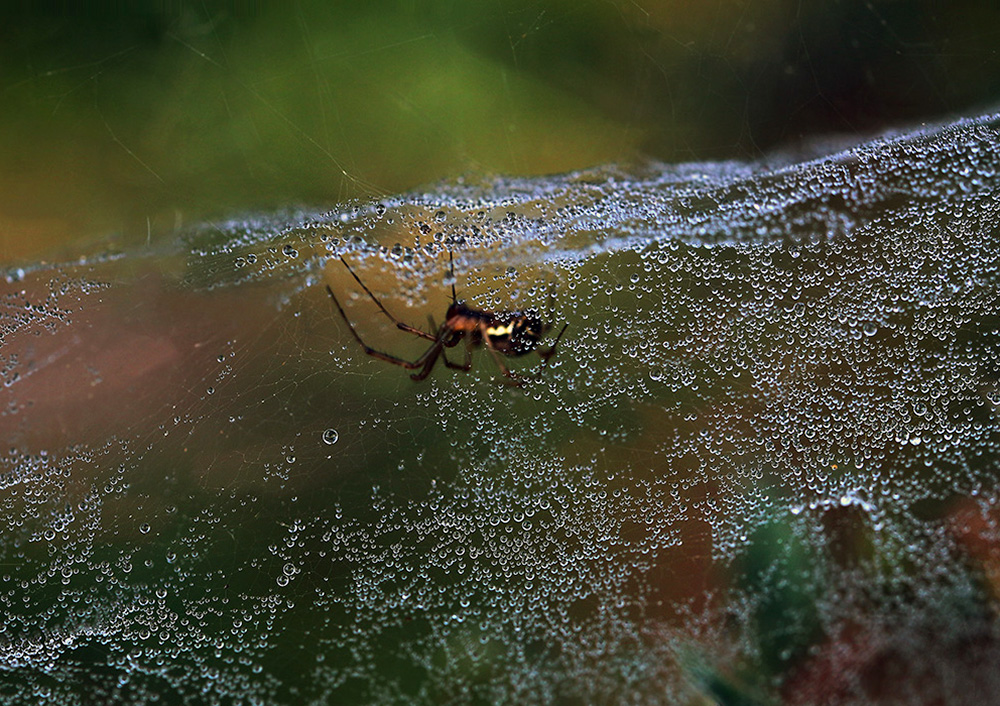 2017-09-15_11-24-57_B_Radius5_Smoothing10_IMG_7602_