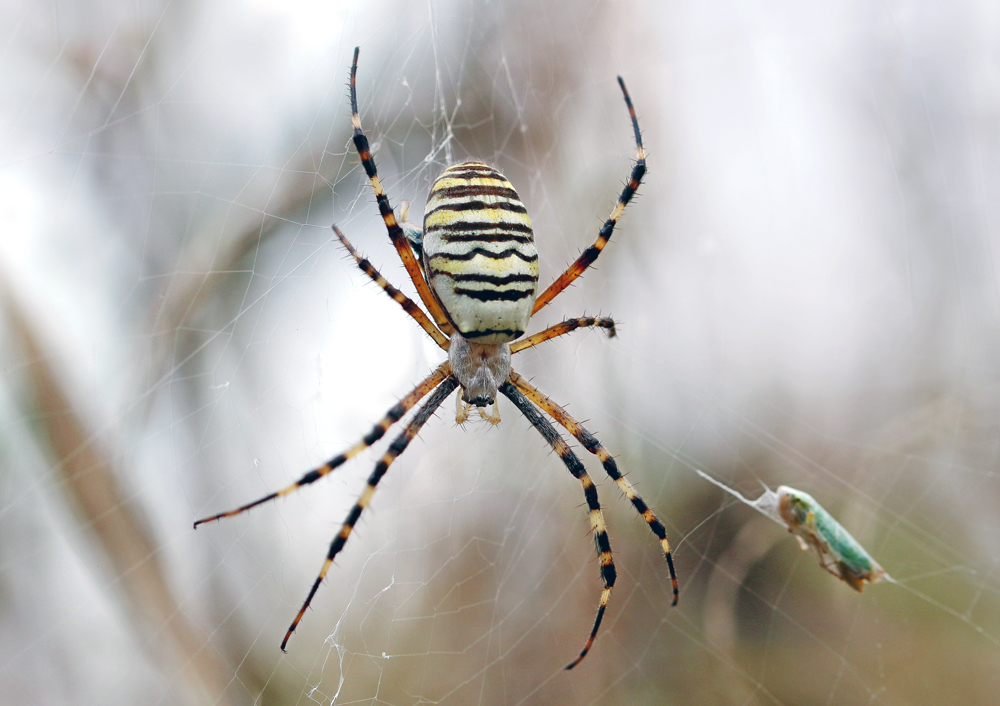 2017-09-28_19-21-47_B_Radius5_Smoothing10_IMG_8537_