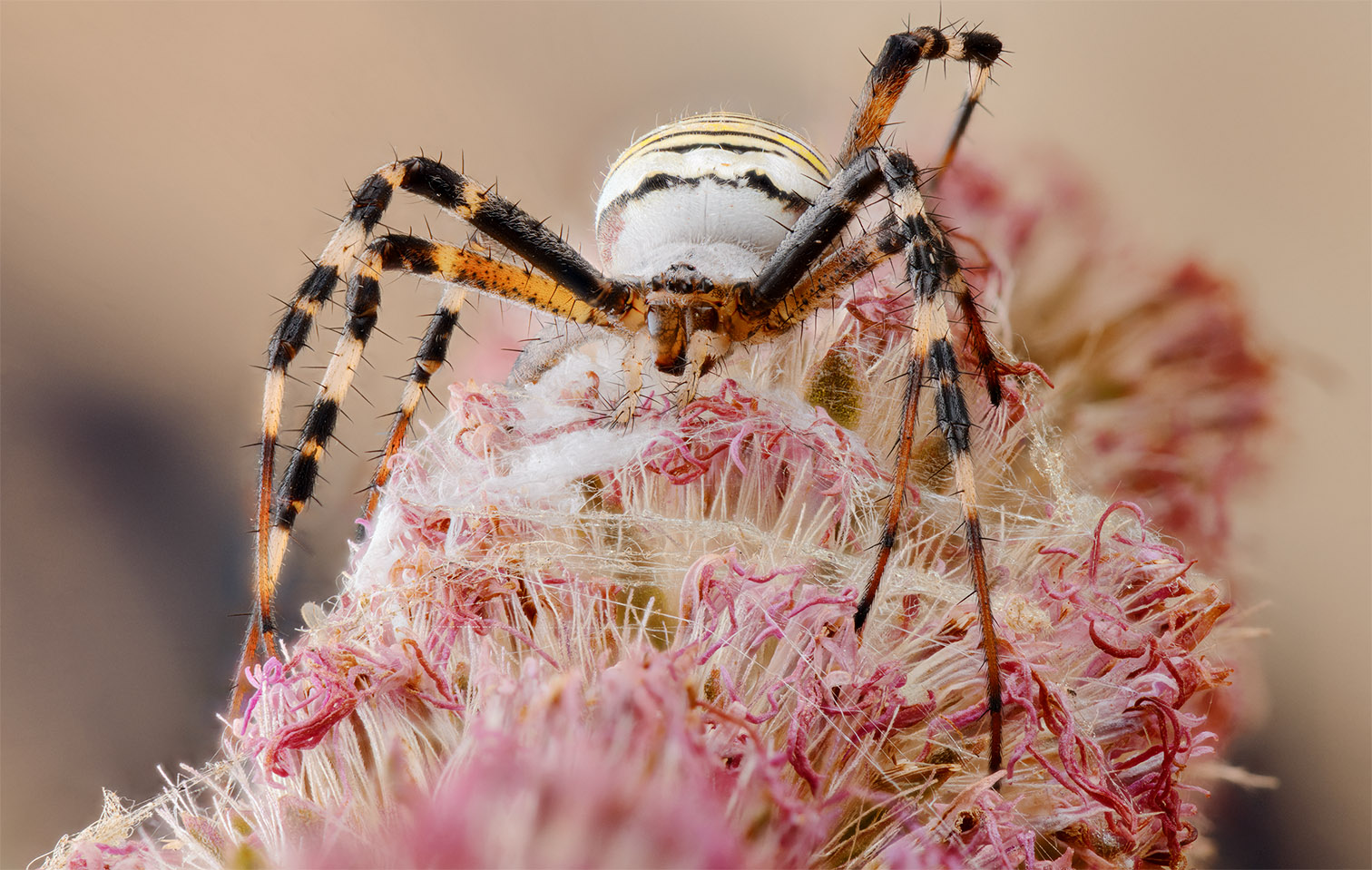 2018-08-23-19_06_00_ZS_PMax_