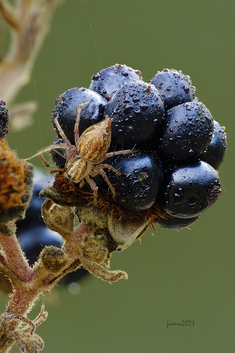 2021-09-04-20_31_12_ZS_FMMW