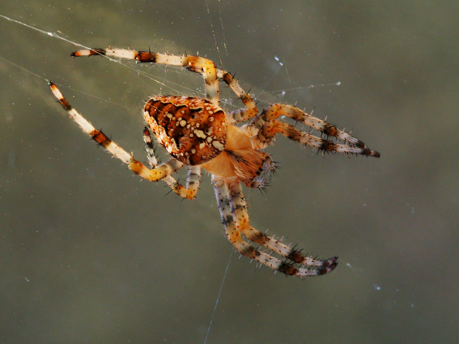 20639130752_9346c9097c_h