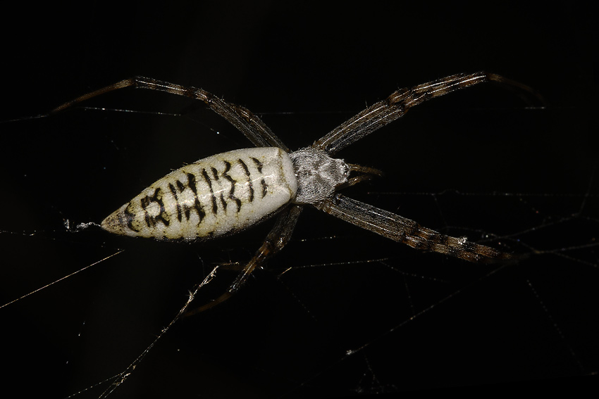 2Argiope0077