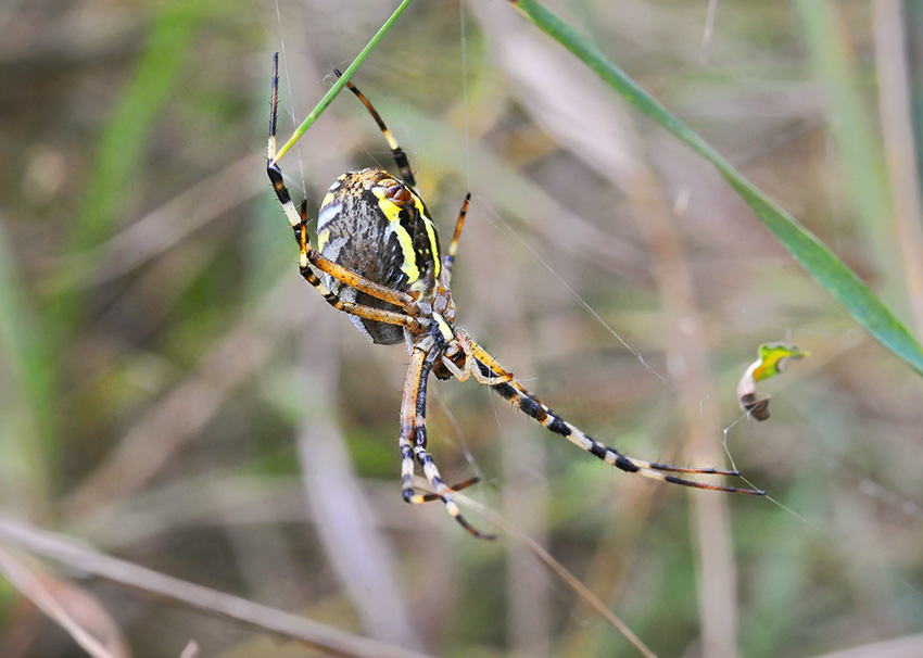 2Argiope7549