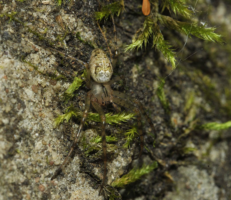 2Metellina_merianae1354