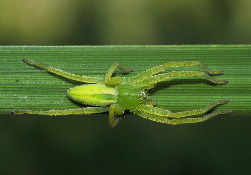 2Micrommata-virescens-3531