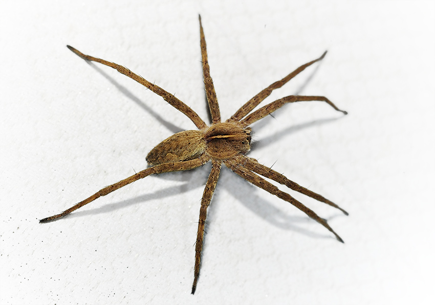 2Pisaura-mirabilis-1727