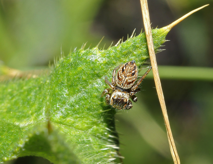 2Plexippus_paykulli_6775a