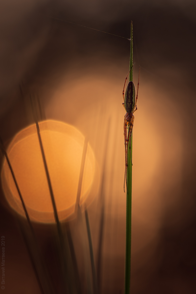 48884429117_167d4a094f_o