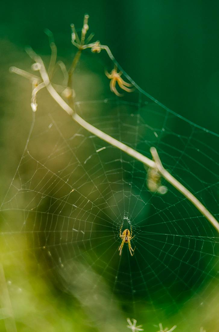 4_by_pterinochylus_ddh6vdw-pre