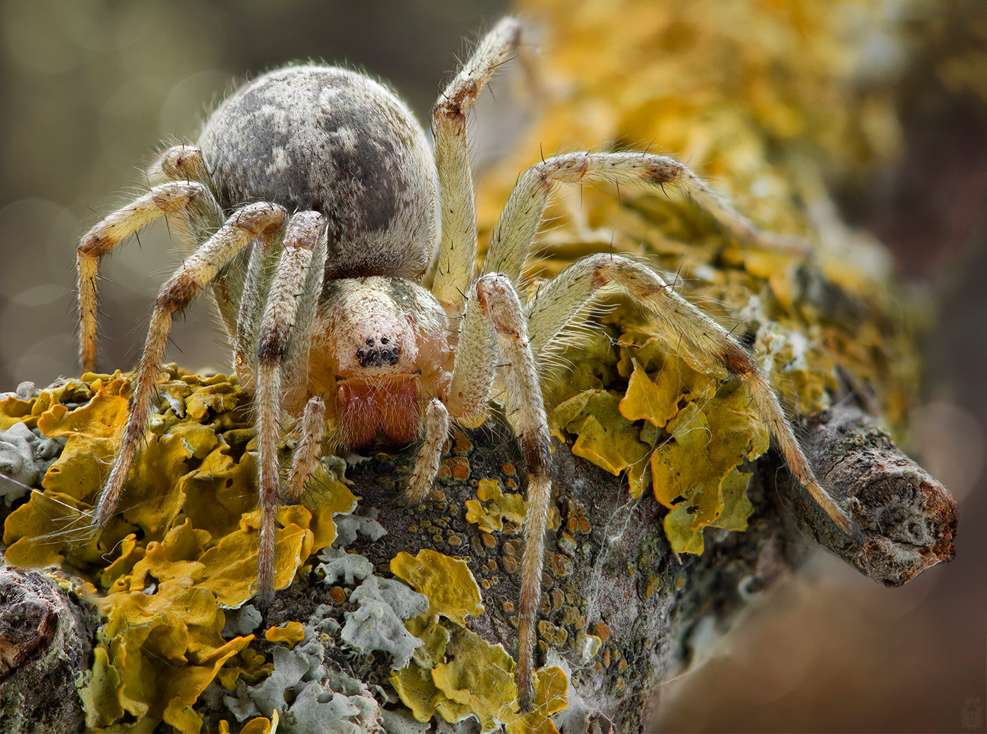 Agelena-labyrinthica