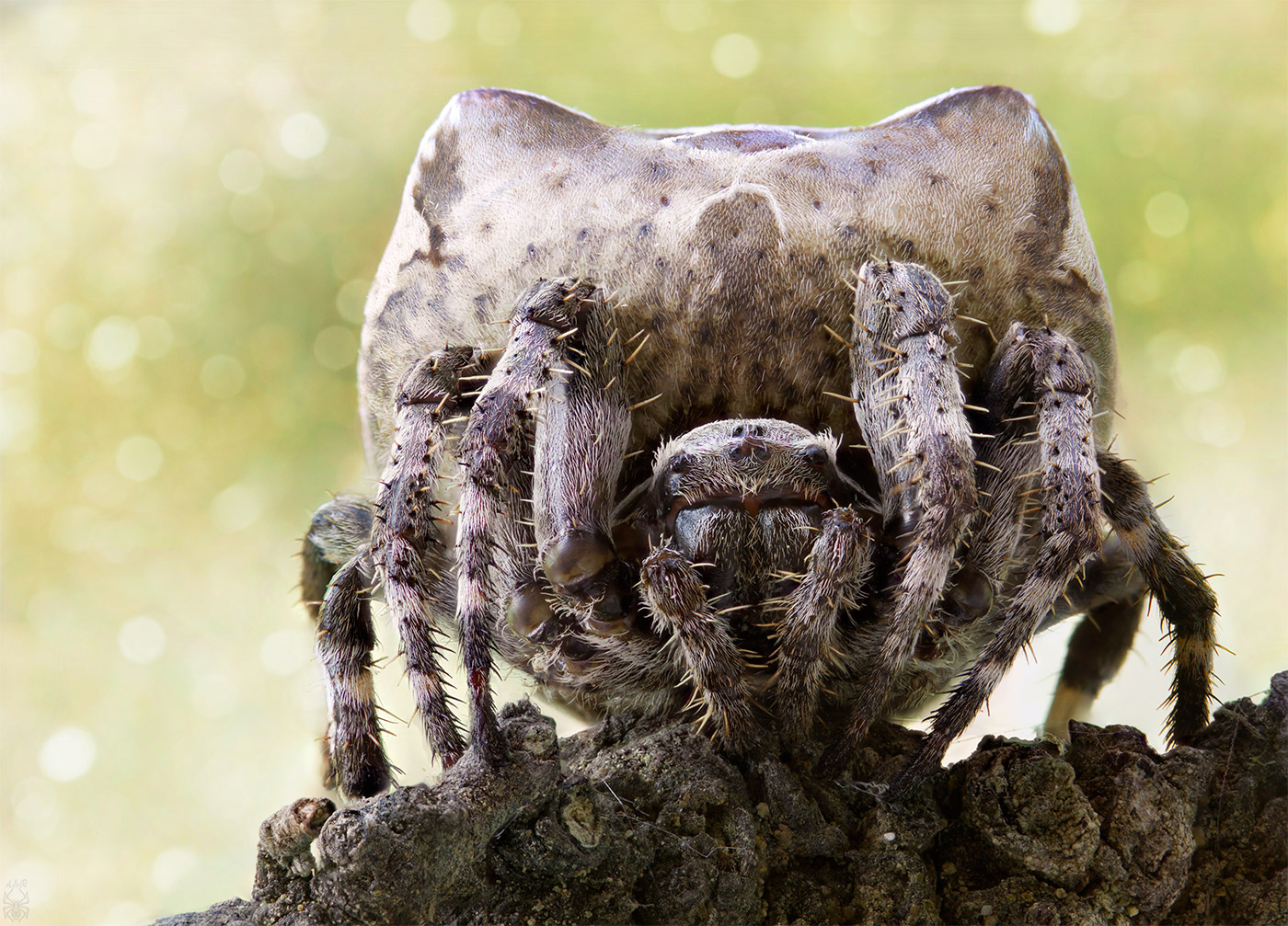 Araneus-grossus_-female