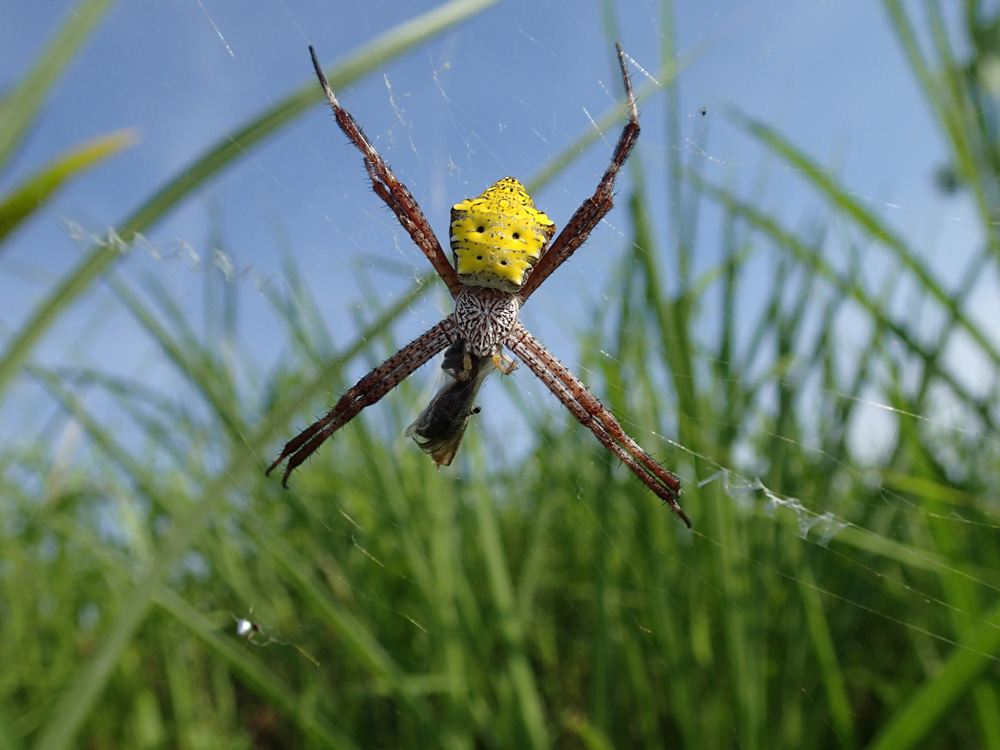 Argiope_appensa