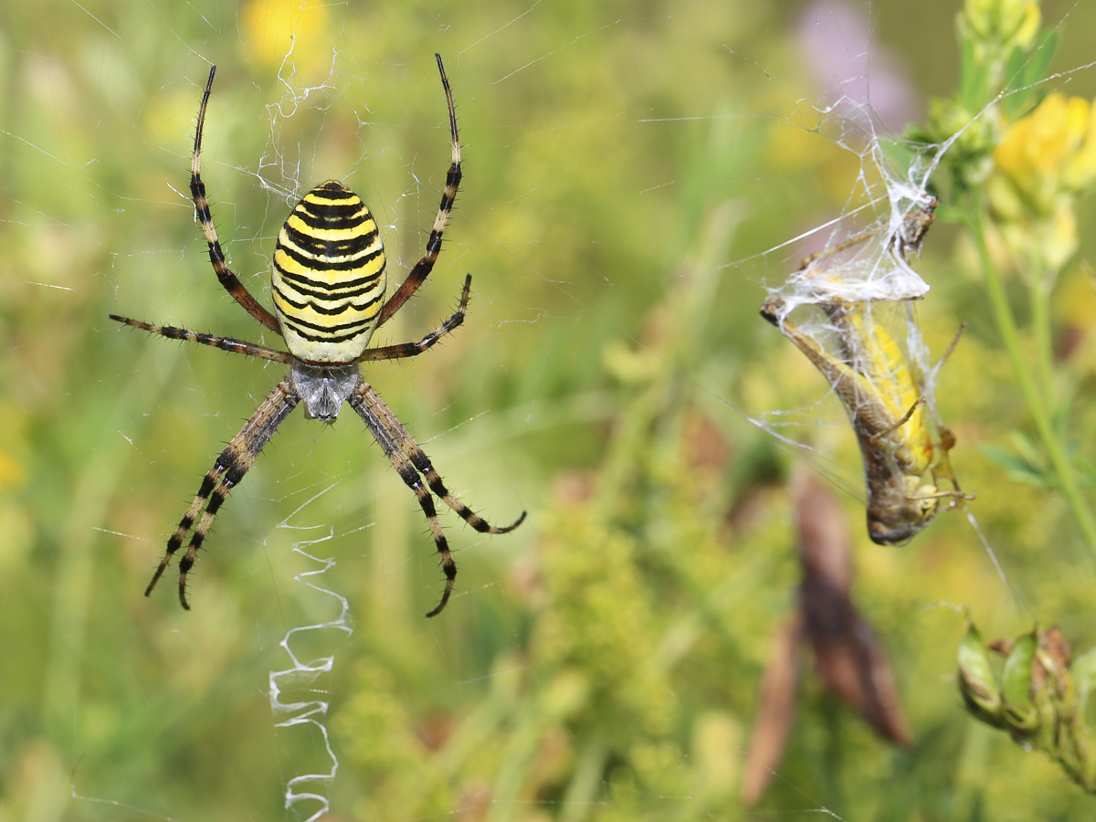 BU7A1647_2_24Juli2016_Alexander_Zelenko