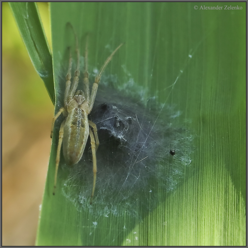 BU7A1738_06Mai2016_Alexander_Zelenko