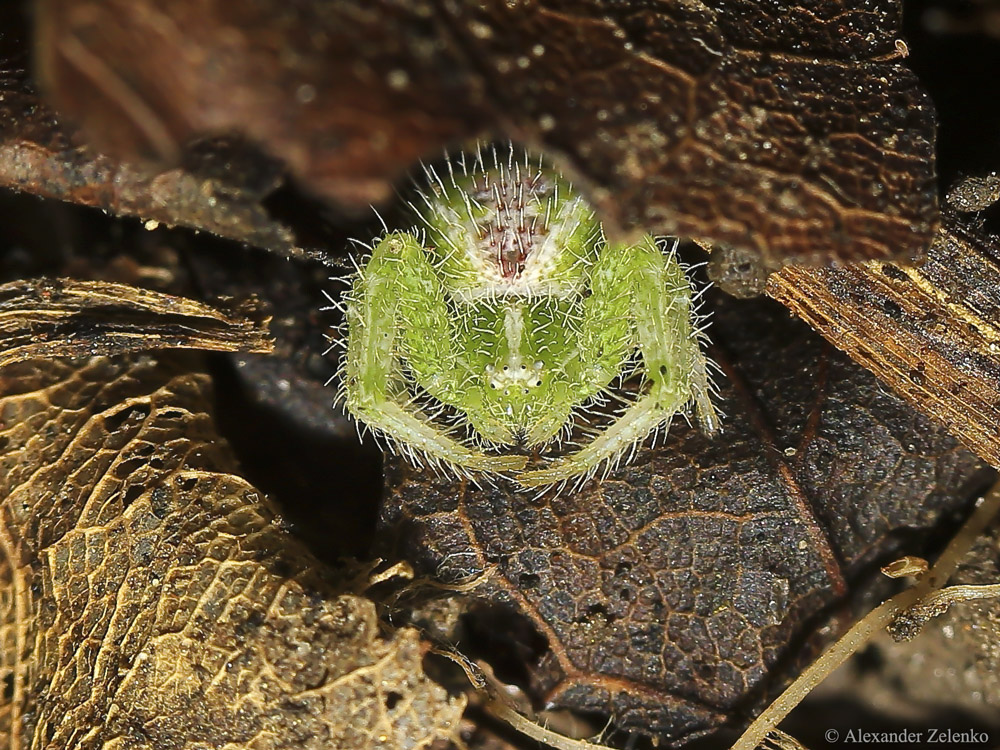 BU7A2716_2_02August2016_Alexander_Zelenko