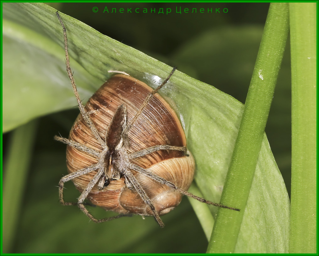 BU7A4491_19Mai2016_Alexander_Zelenko