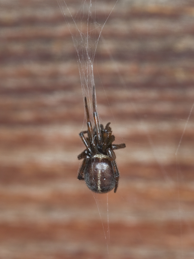 BU7A7487_22September2016_Alexander_Zelenko