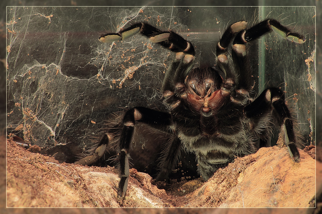 Brachipelma_vagans_2