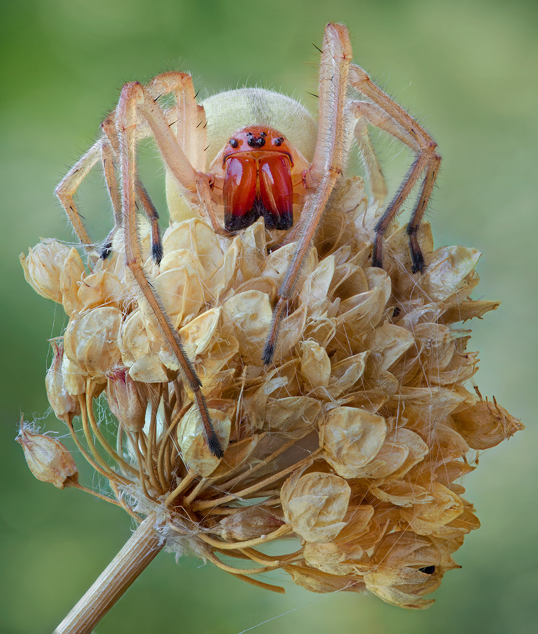 Cheiracanthium-punctorium