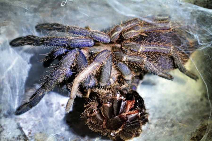 Chilobrachys_sp_Vietnam_Blue