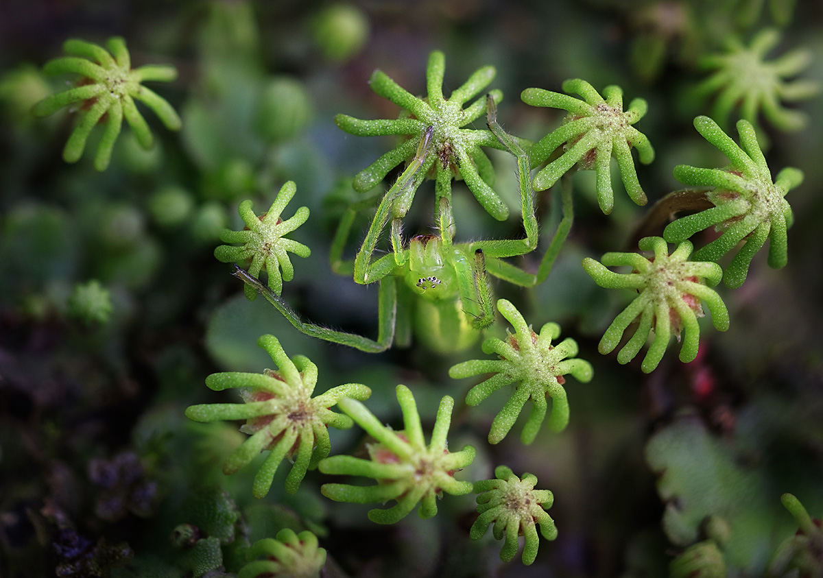 Chudo-ostrov_Vid_sverhu_1200