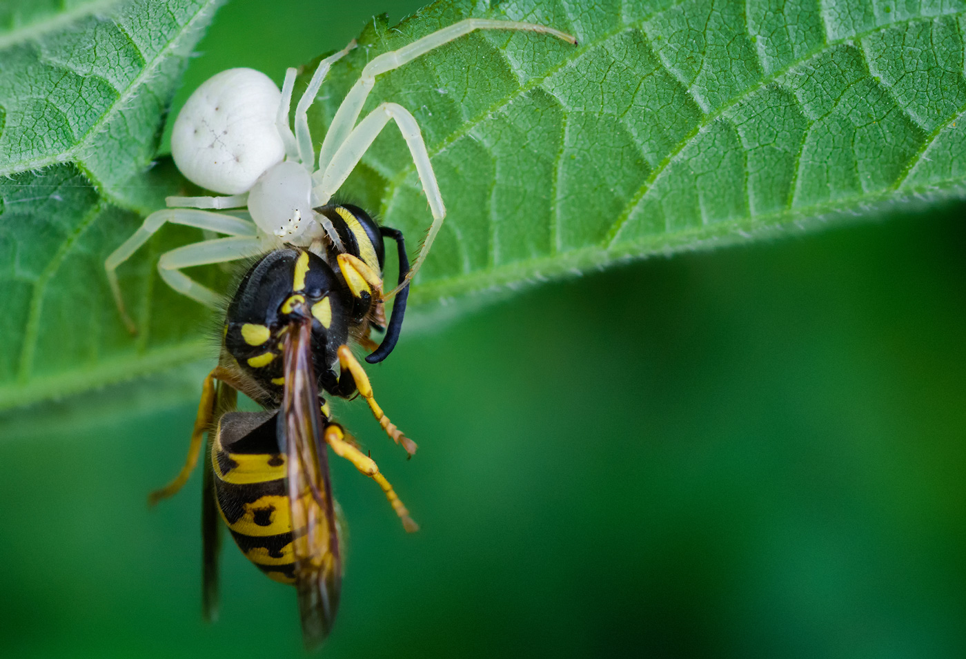 DSC8635-2-Crab-spider--wasp1400-EF