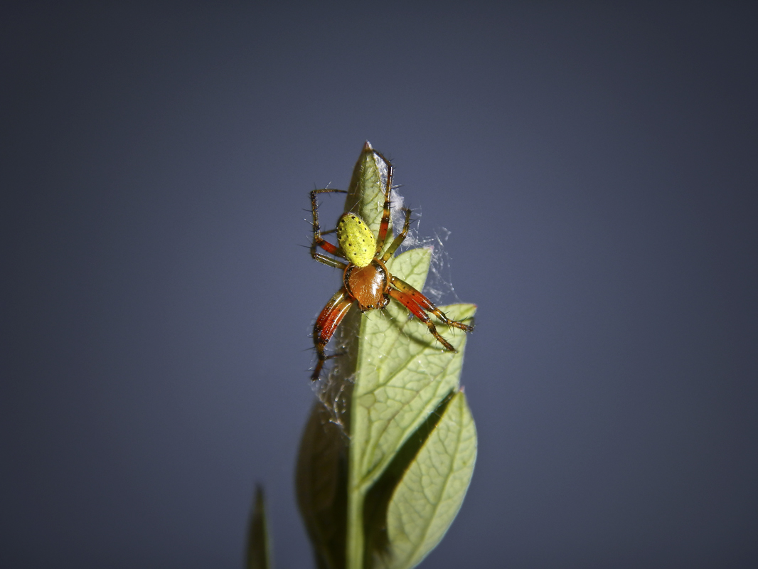 DSCN0793_1_12Juni2014_Alexander_Zelenko