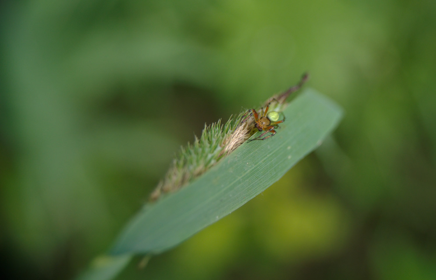 DSC_5642_copy