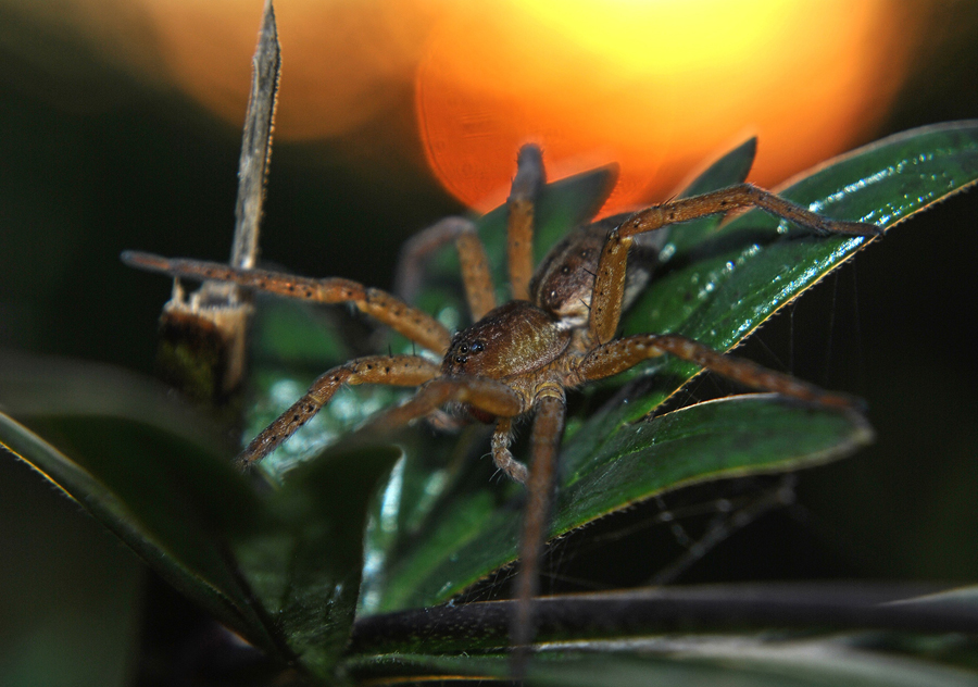 Dolomedes_fimbriatus2
