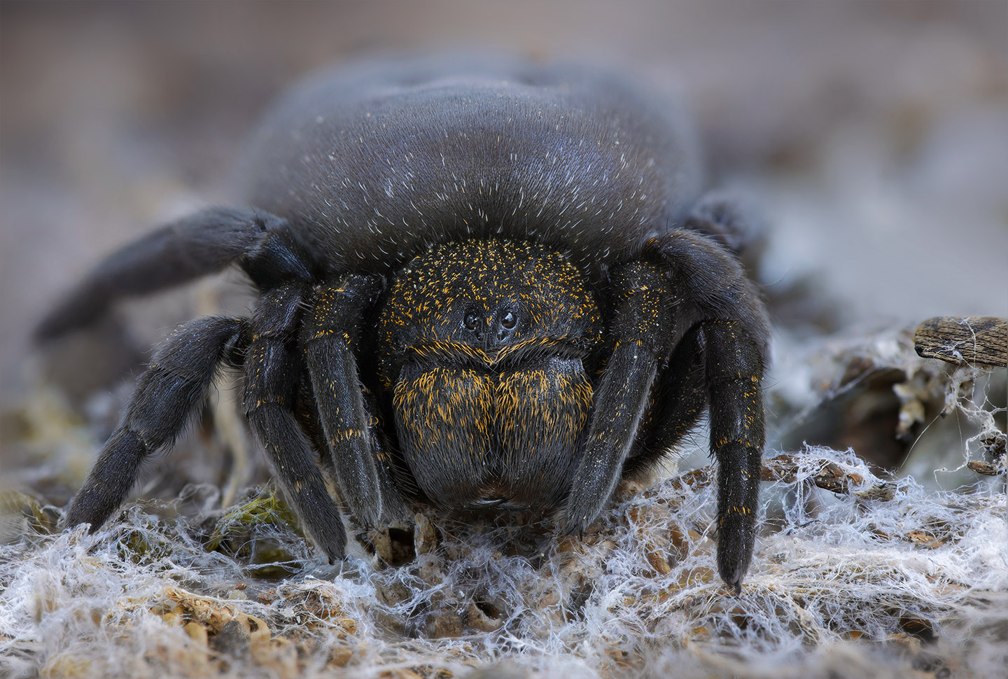 Eresus-lavrosiae_-female_-frontal