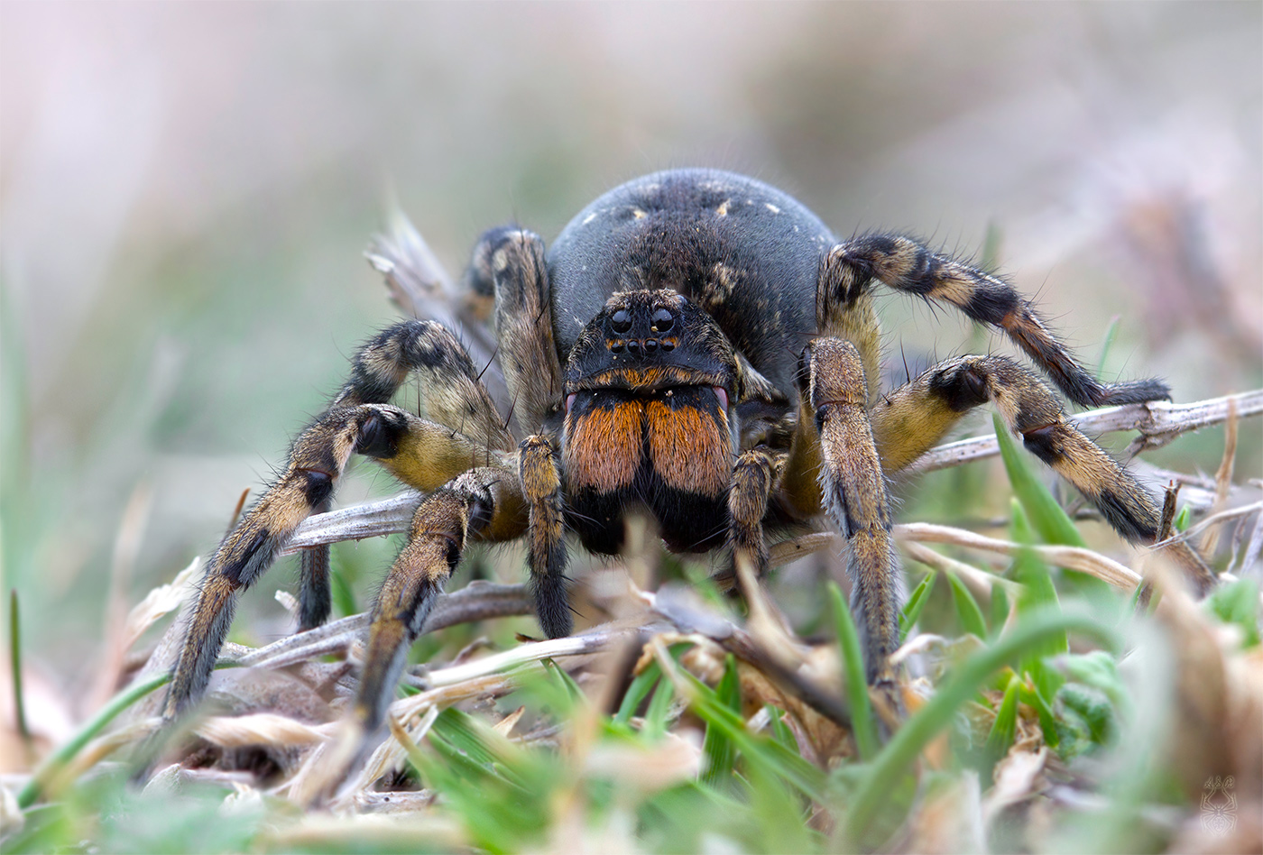 Geolycosa-vultuosa_-female-_portrait_