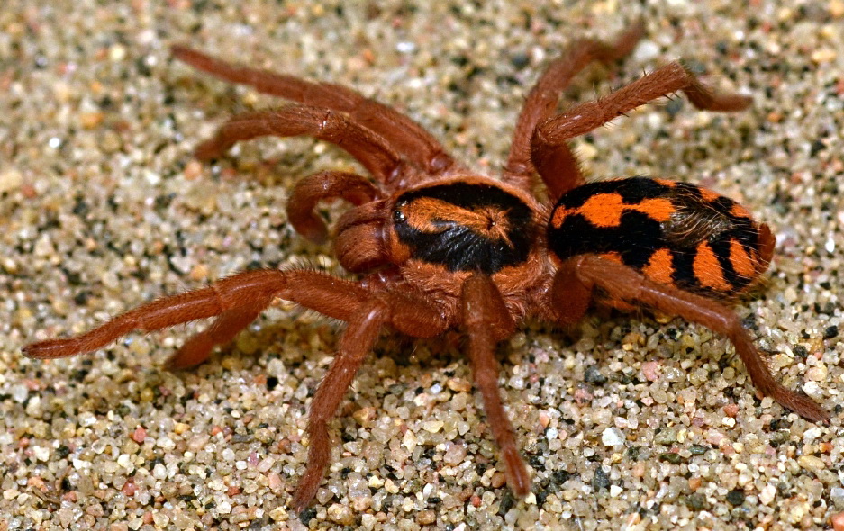Hapalopus_sp_Columbia_Gross