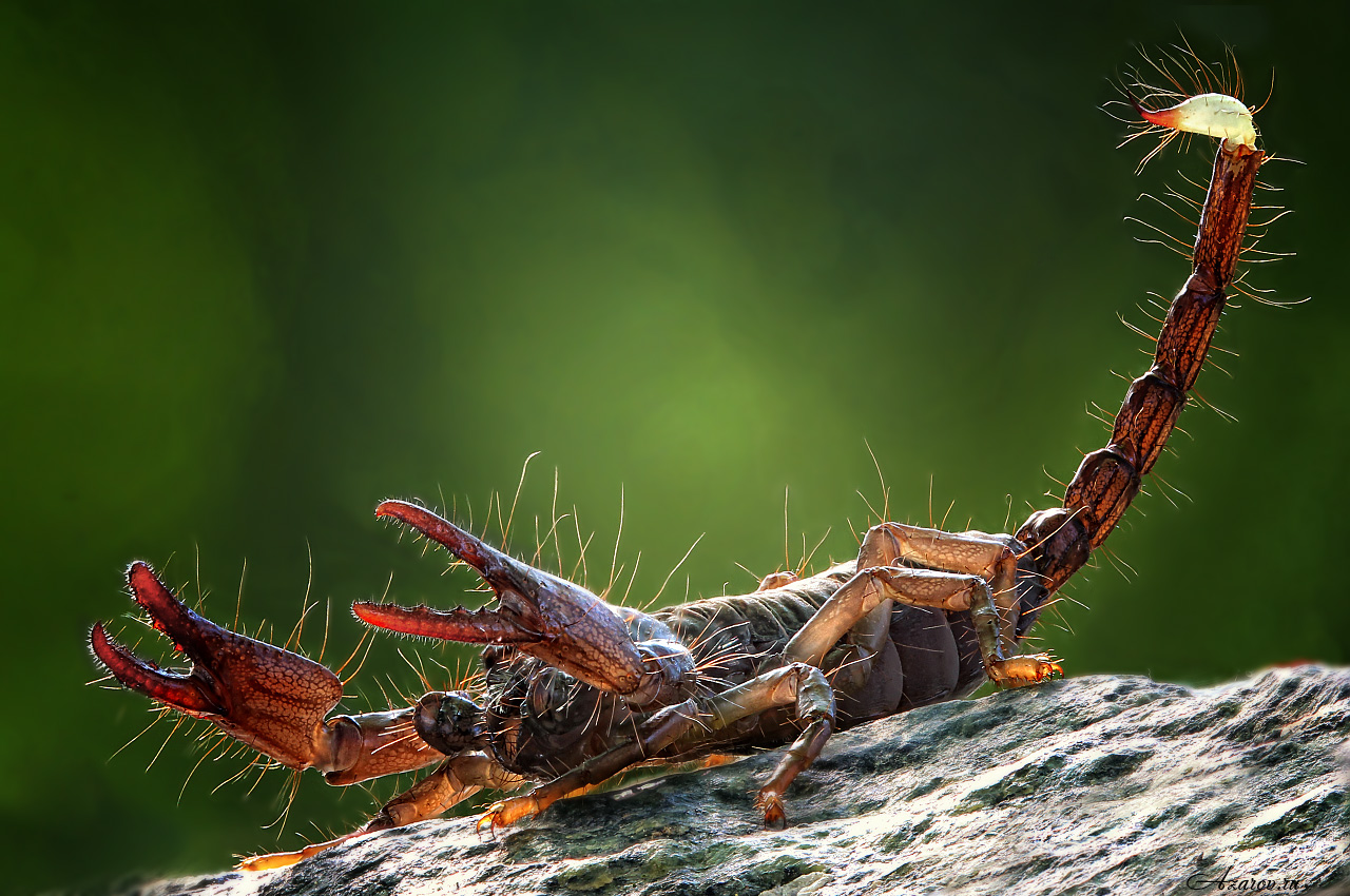 Heterometrus_swammerdami