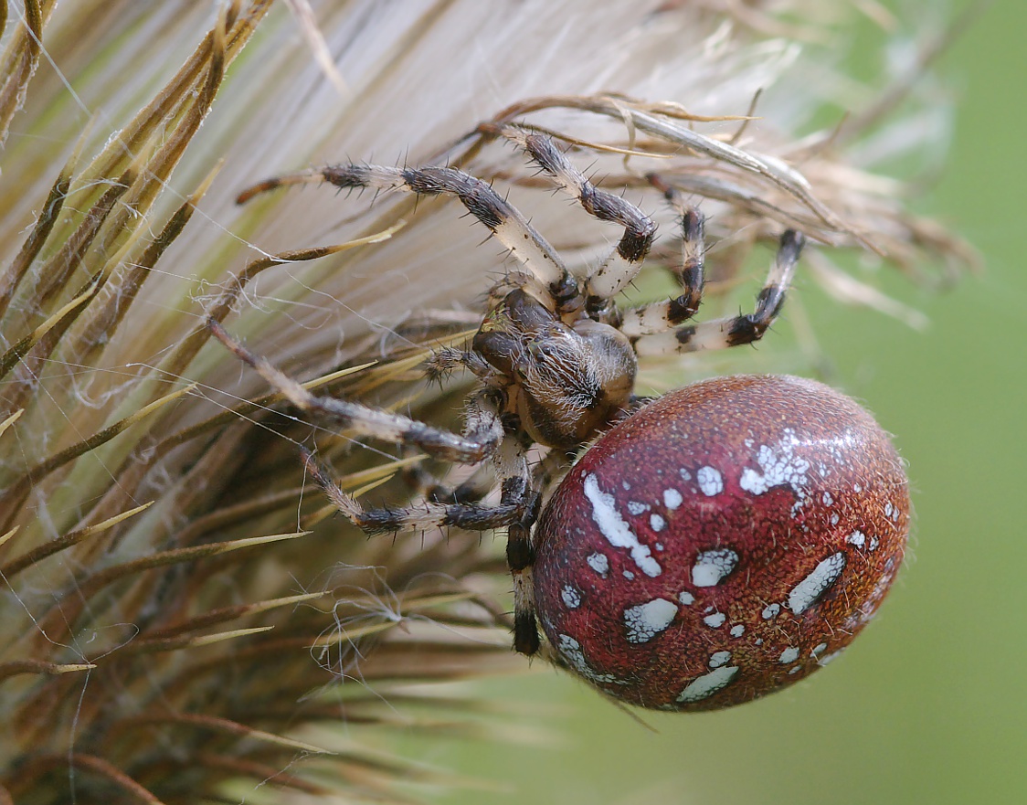 IMGP3007_v2_Araneus_quadratus