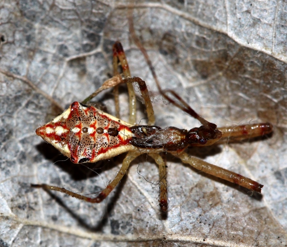 IMG_2502_1000x862_950x819_