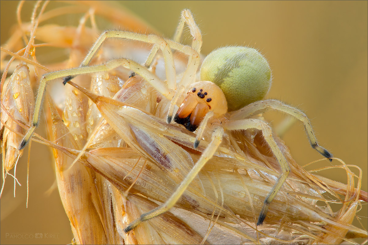 IMG_2688_2702_2_copy