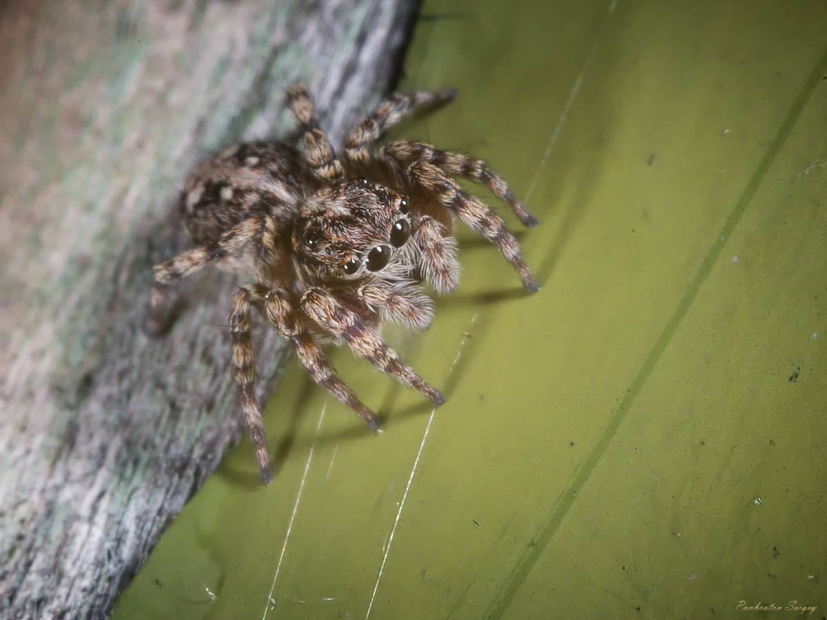 IMG_6376ps_sRGB_small_2