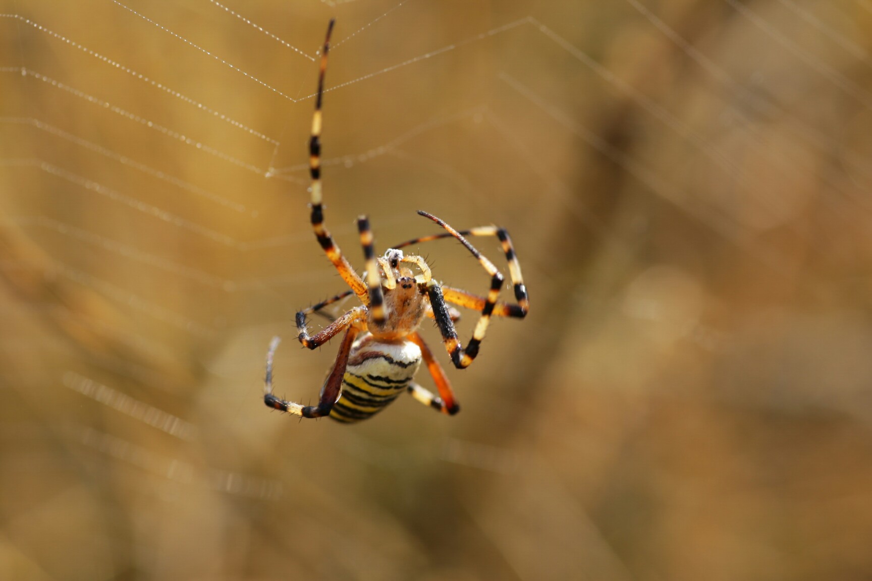 LRM_EXPORT_20170509_200622-1728x1152