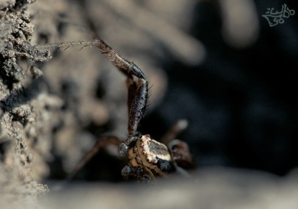 Lyo-100411-113154-1-s