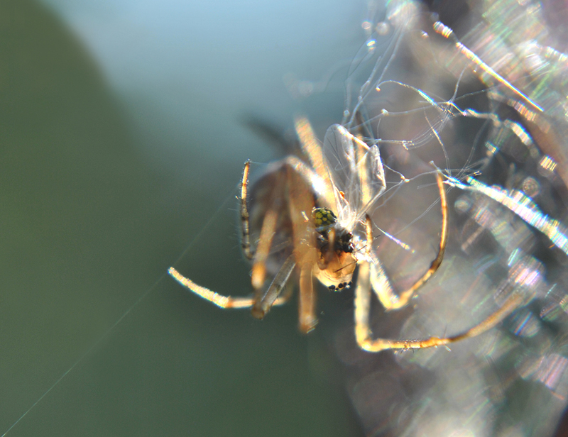 Metellina_segmentata2