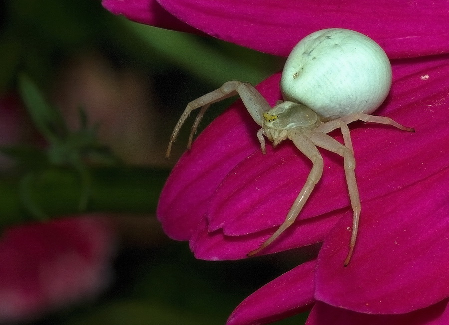 Misumena_vatia